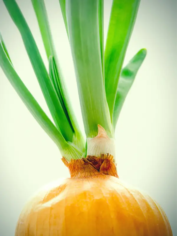 Chives vs. Green Onions - How Do They Differ?