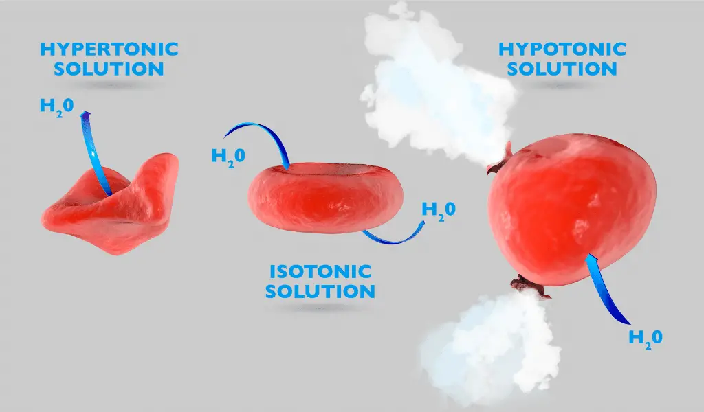Hypertonic vs hypotonic vs isotonic infographic