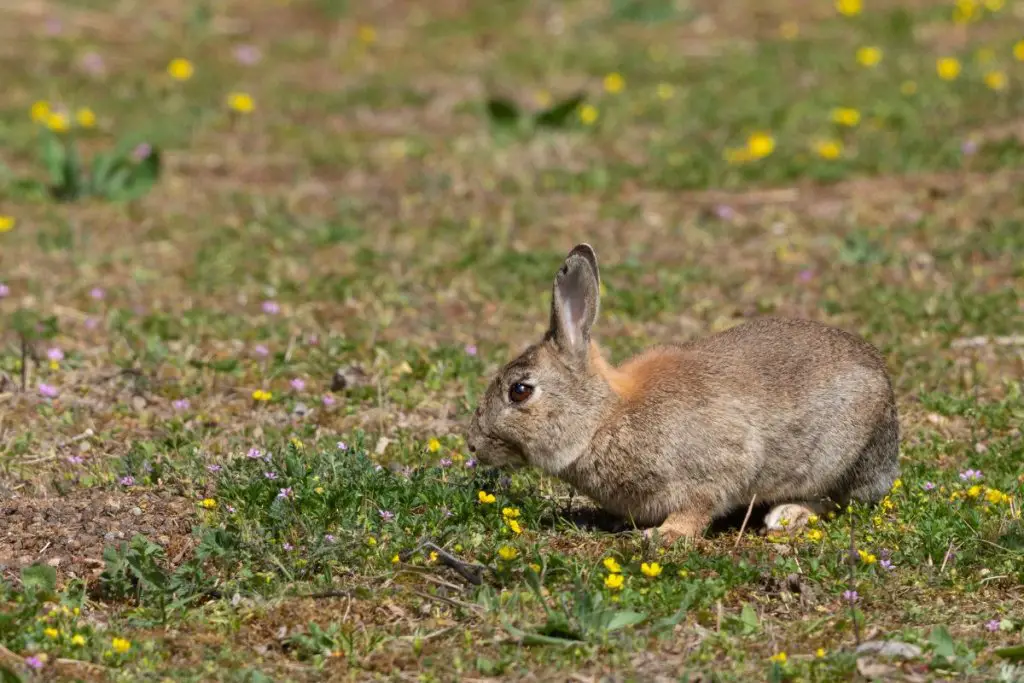Difference Between Bunny And Rabbit