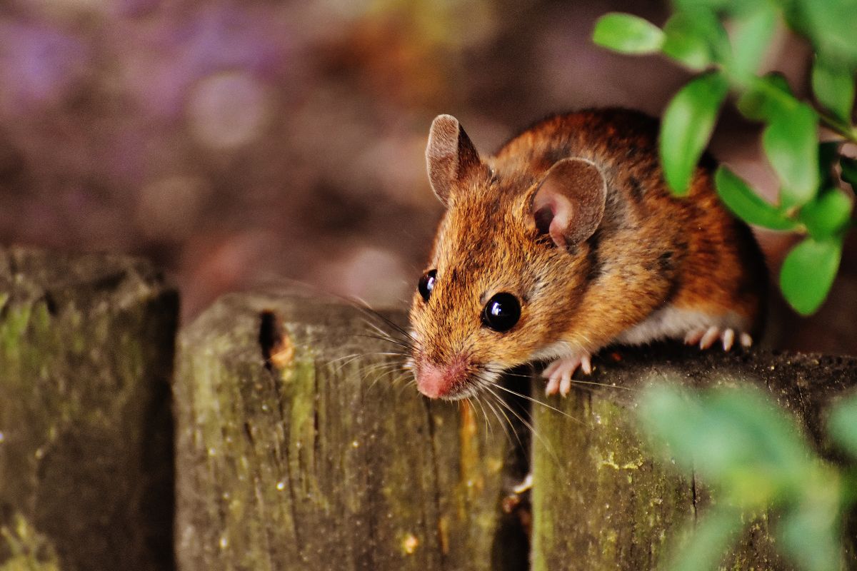 Mice have larger eyes and smaller, more triangular heads compared to rats.