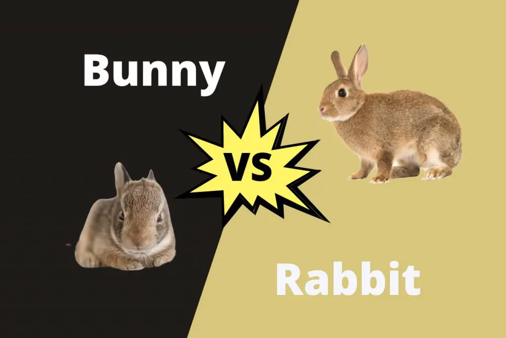 Difference Between Bunny And Rabbit