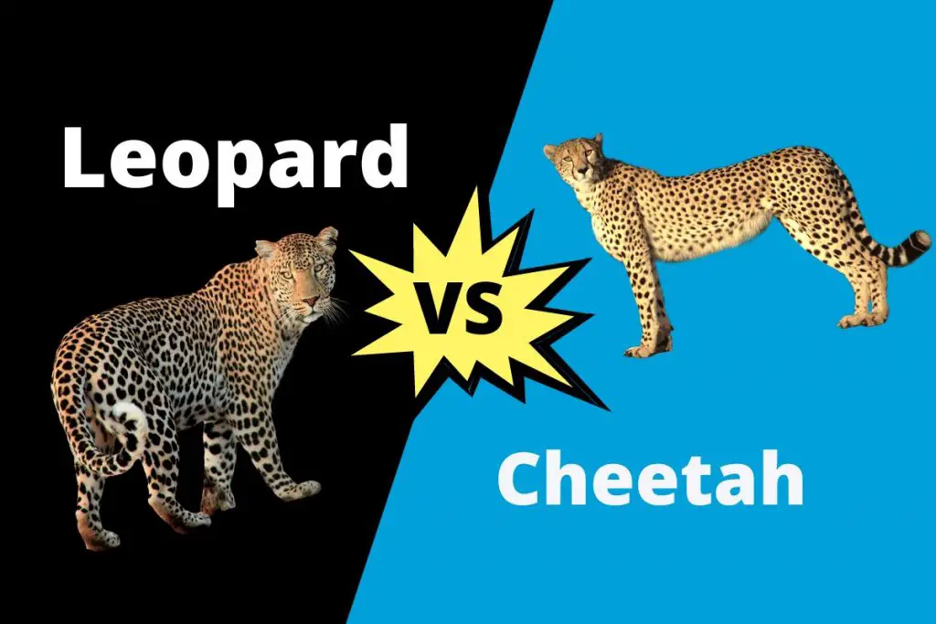 Difference Between Cheetah And Leopard | ContrastHub