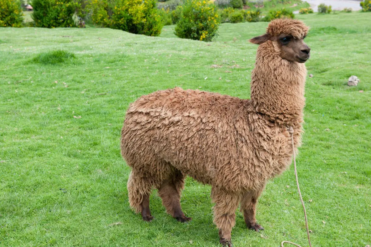 Difference between alpaca and llama