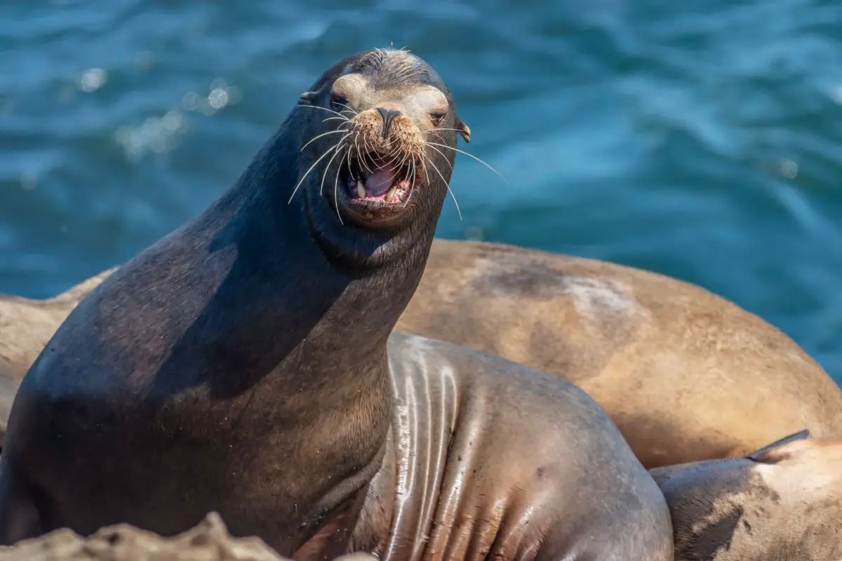Sea lions have ear flippers and a larger body size.