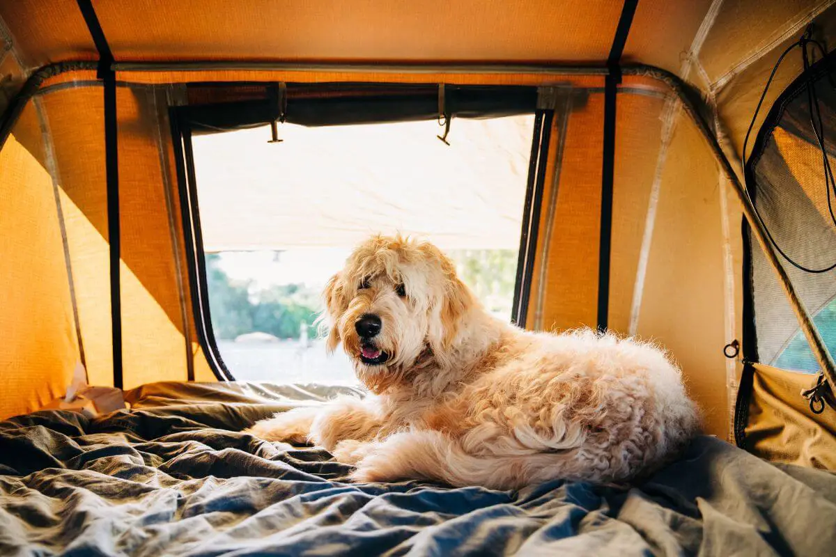 Goldendoodle dog relaxing in a pop-up tent.