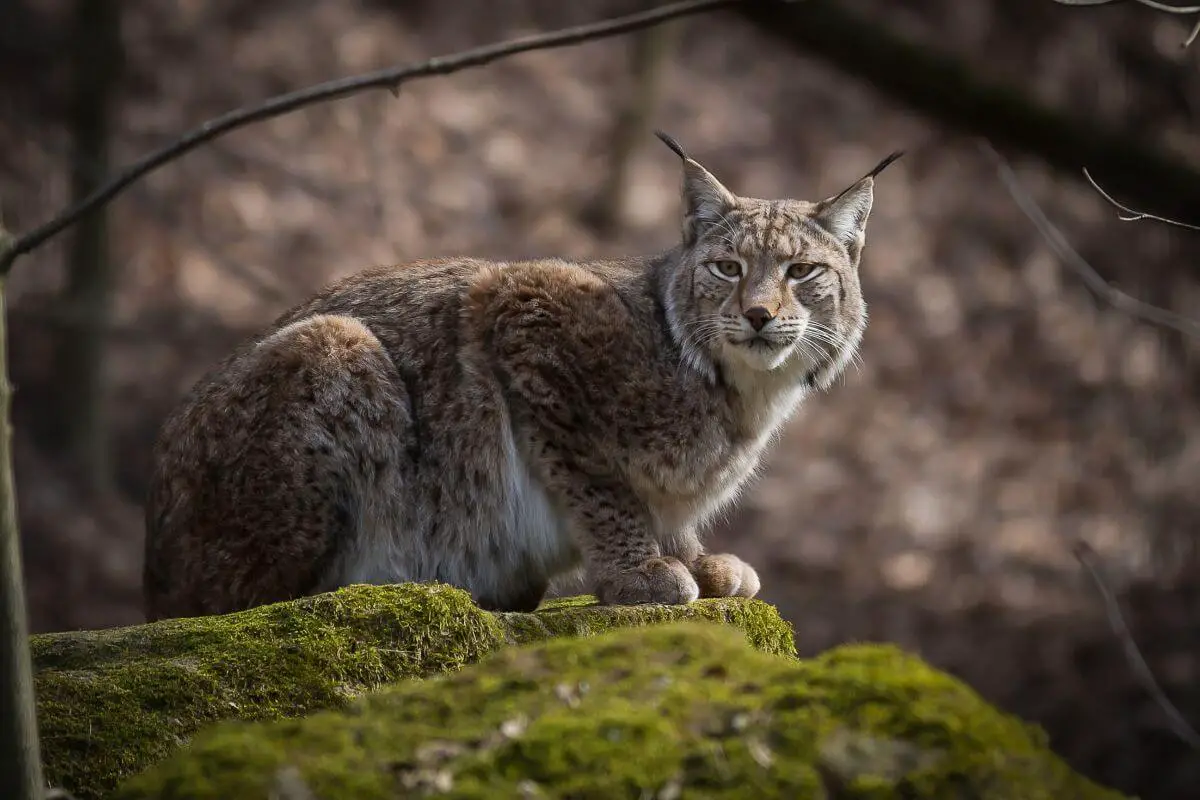 Lynx vs bobcat: The lynx's tail shape differs from the bobcat's.