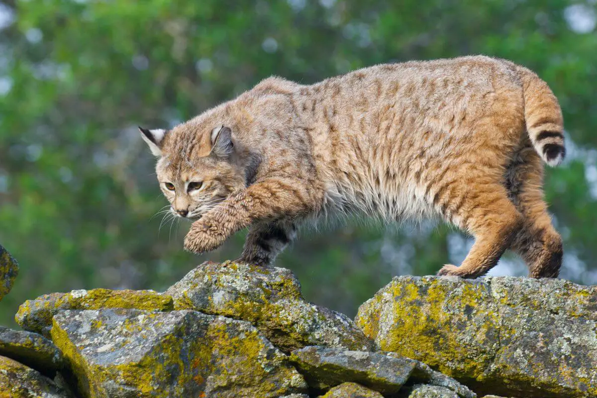 The bobcat has a short, "bobbed" tail, which sets it apart from the lynx.
