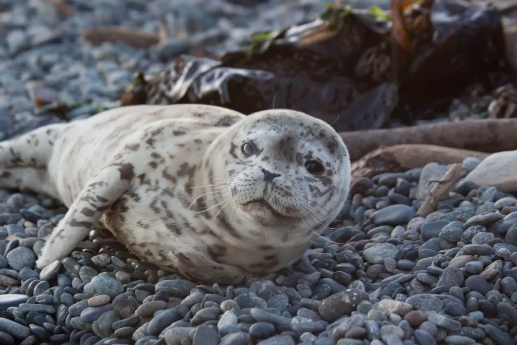 Seals vs Sea Lions - Seals are much smaller.