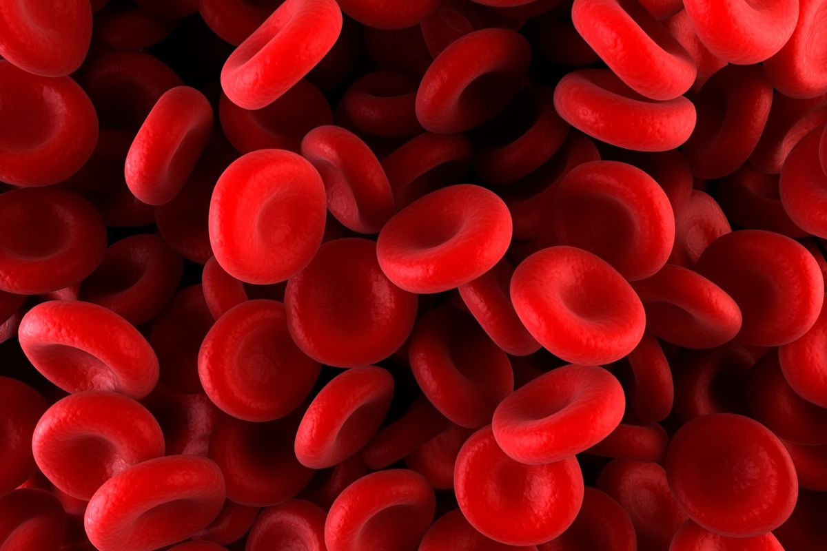 Haploid vs diploid - A cluster of red blood cells.