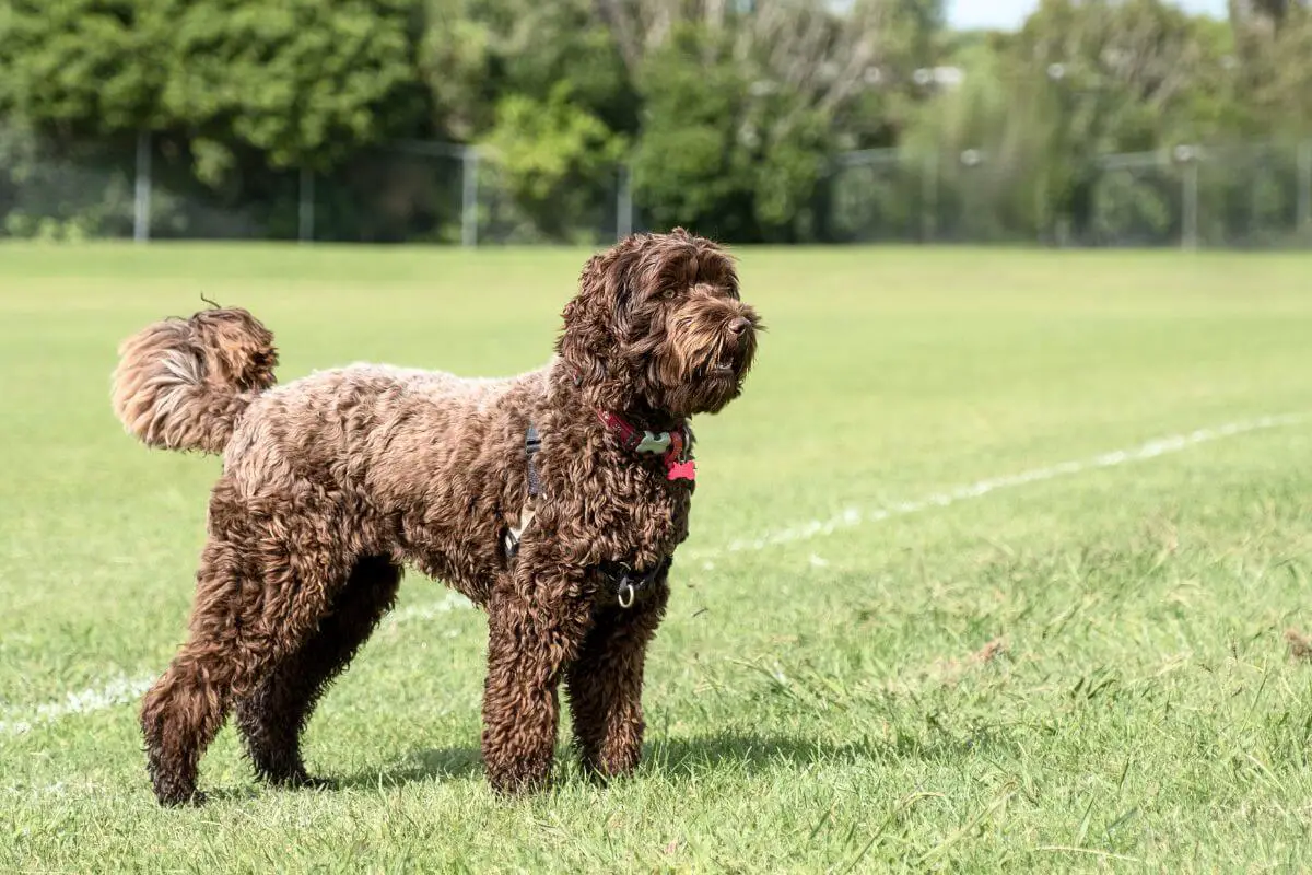 Labradoodle dog stands in an open field.