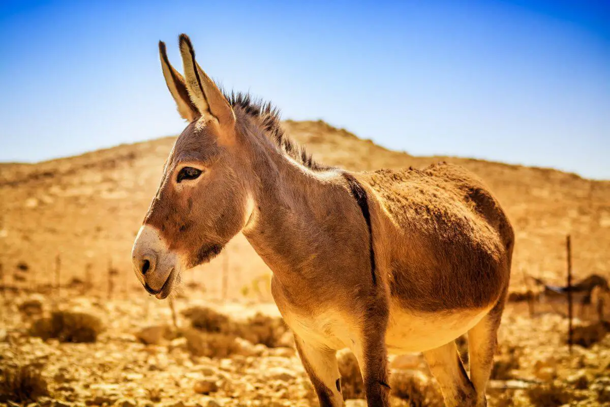 Donkey vs mule: Donkey standing outside in a desert.