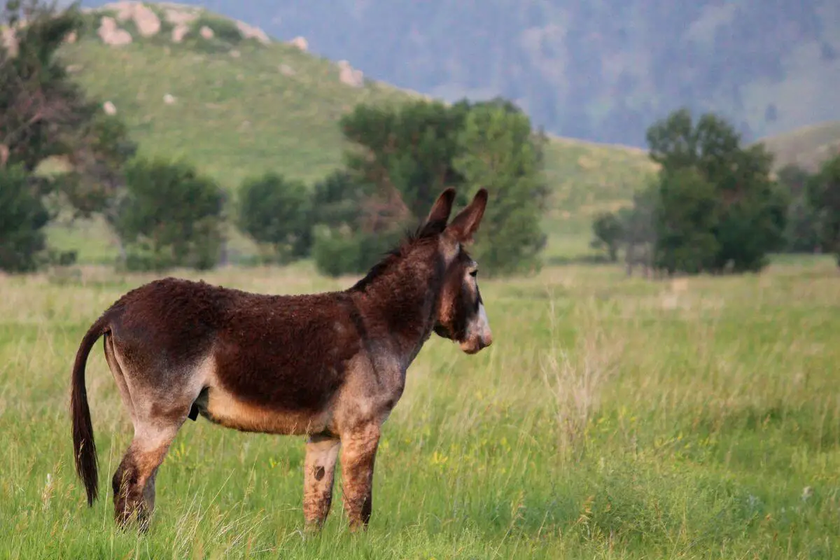 Mule is standing in an open grassland. 