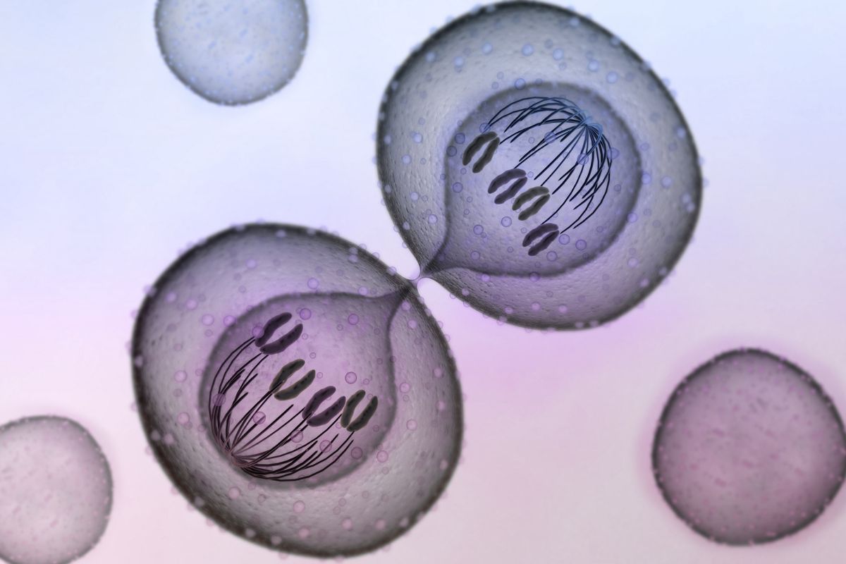 Mitosis produces to diploid cells identical to their parent.