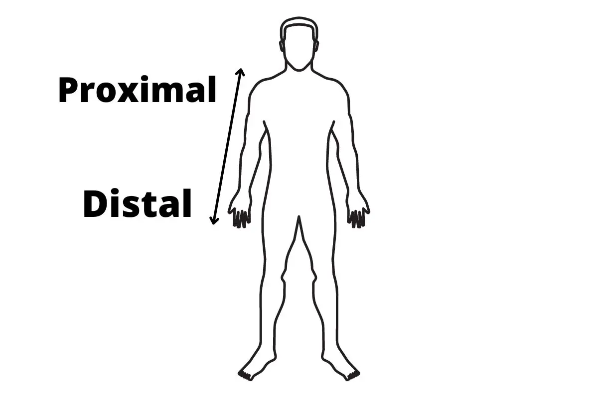 Proximal vs distal example using basic diagram.