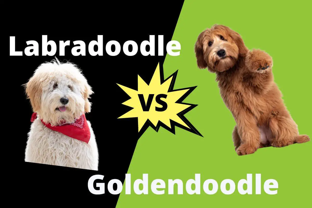 Labradoodle vs Goldendoodle: Whats the difference?