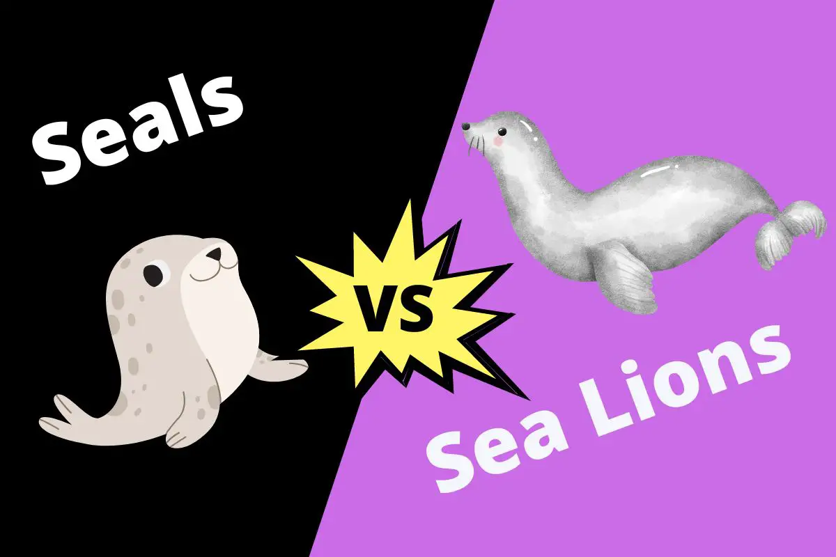 Seals vs Sea Lions