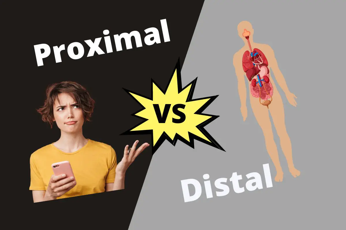 Proximal vs Distal