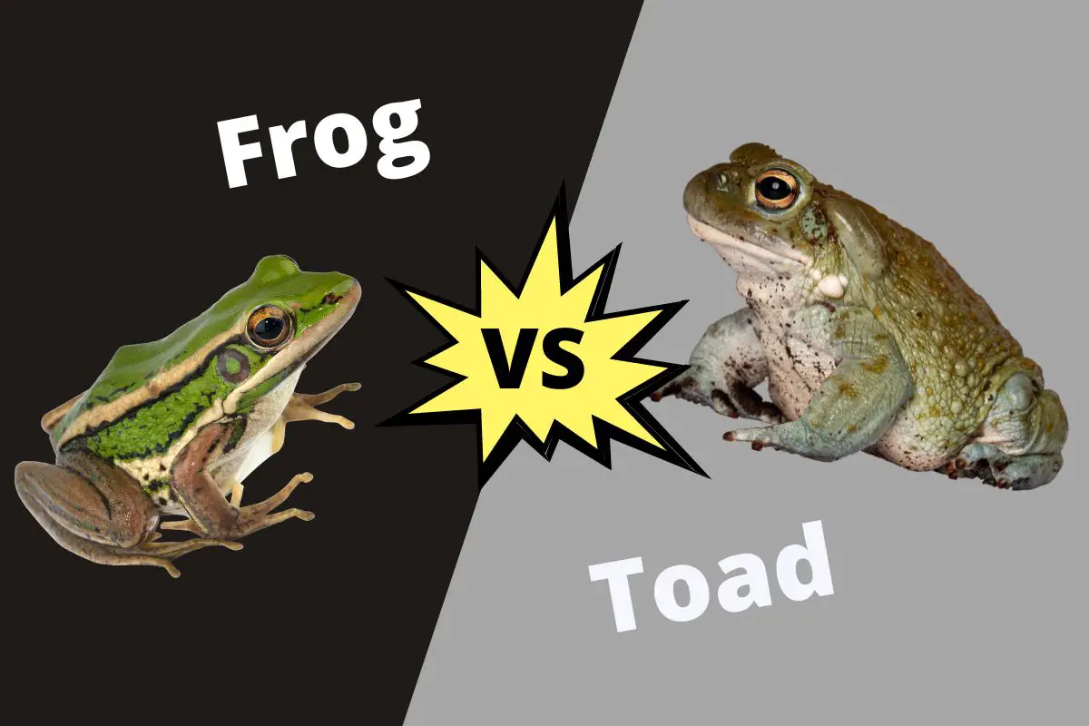 Difference Between Frog and Toad