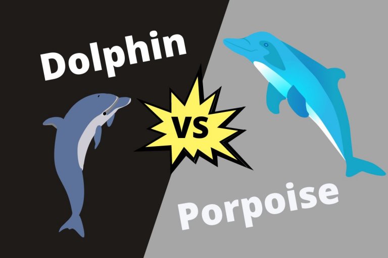 Difference Between Dolphin And Porpoise | ContrastHub