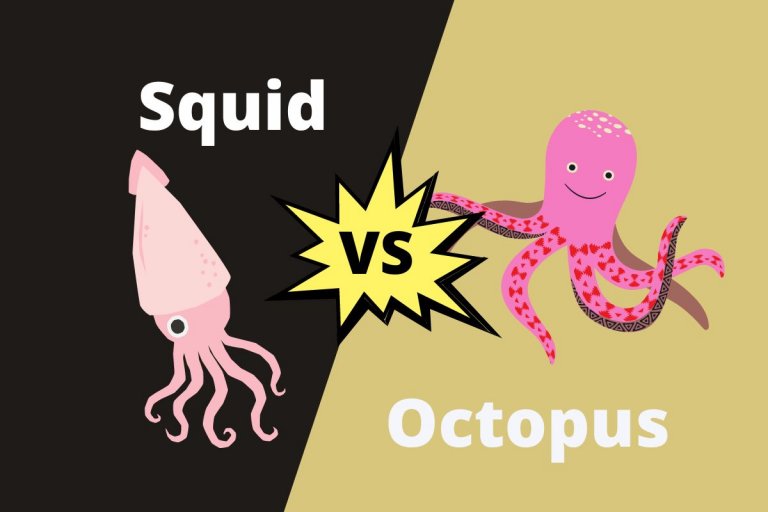 Difference Between Squid And Octopus | ContrastHub