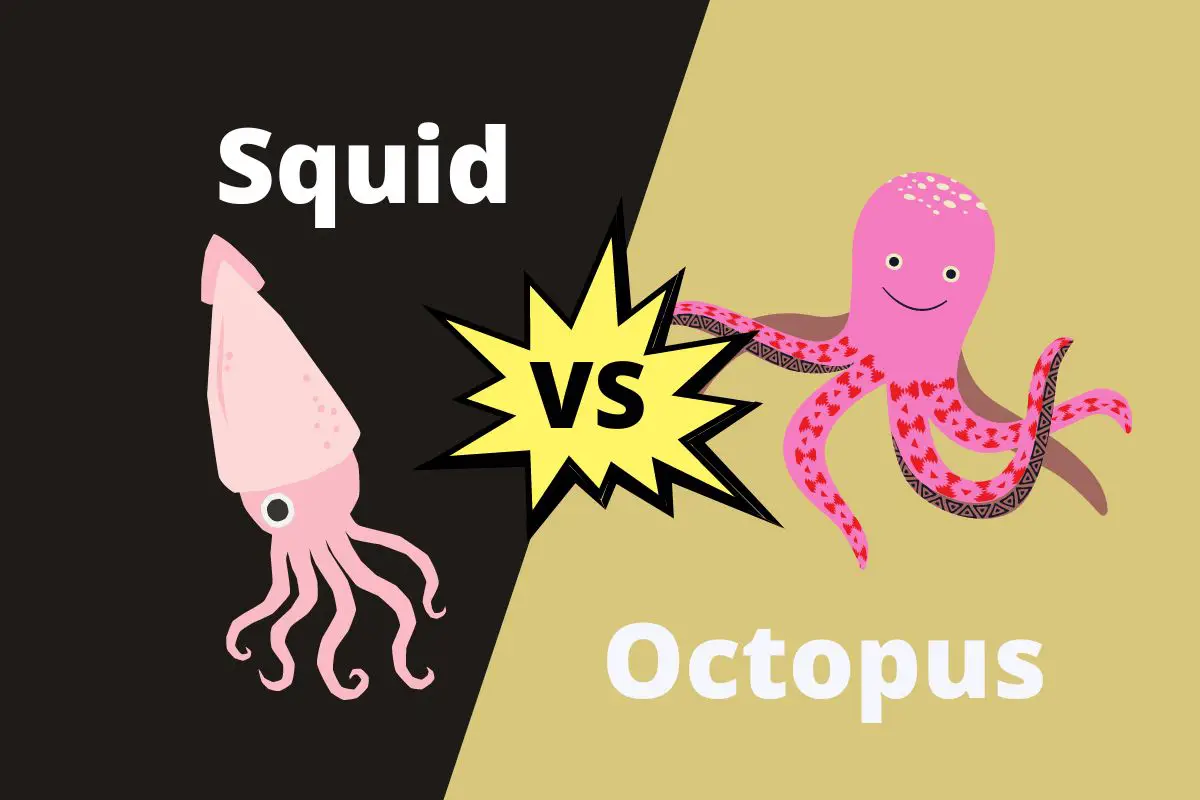 difference between octopus and squid