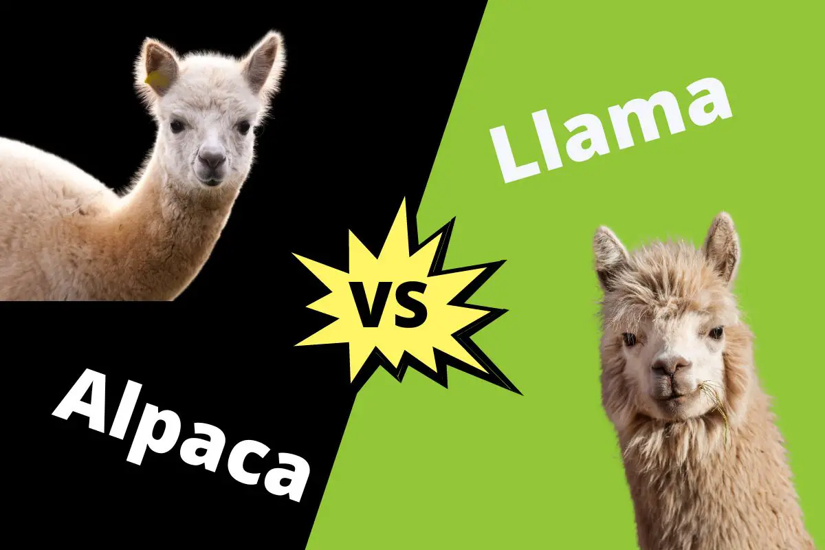 Difference between alpaca and llama