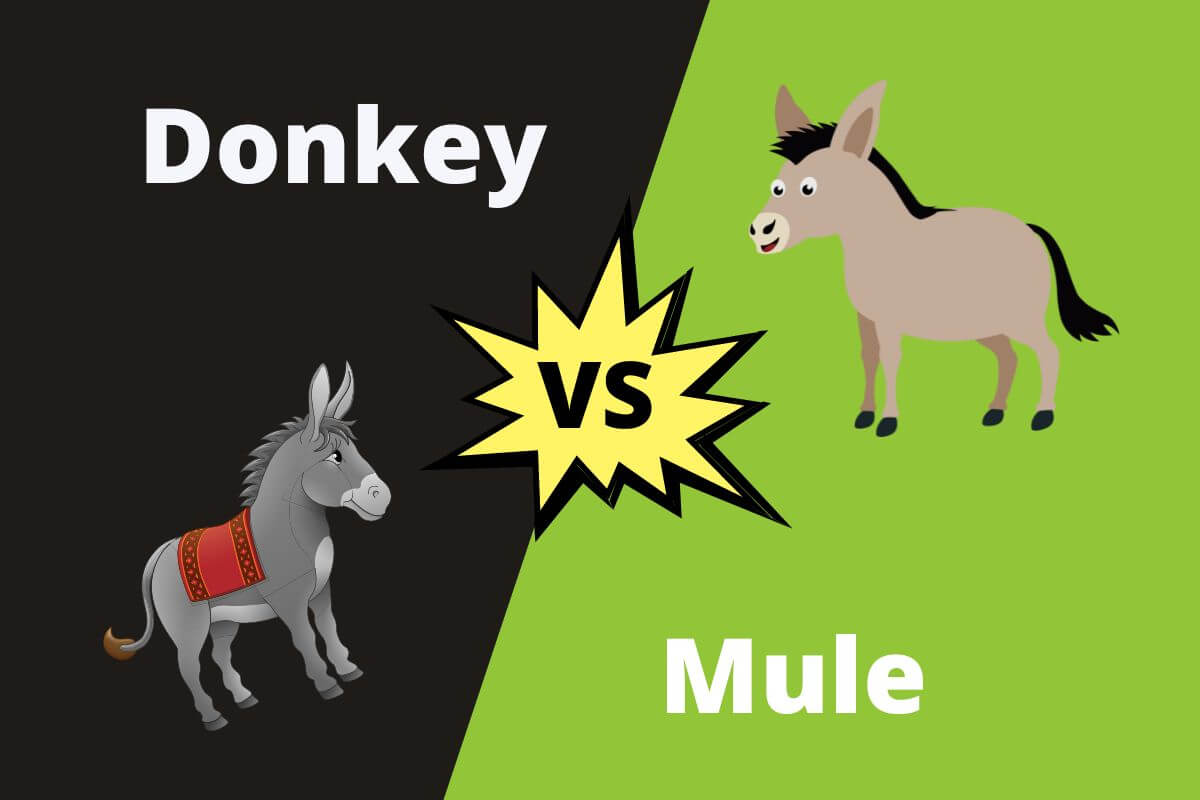 Donkey vs Mule What's the difference?