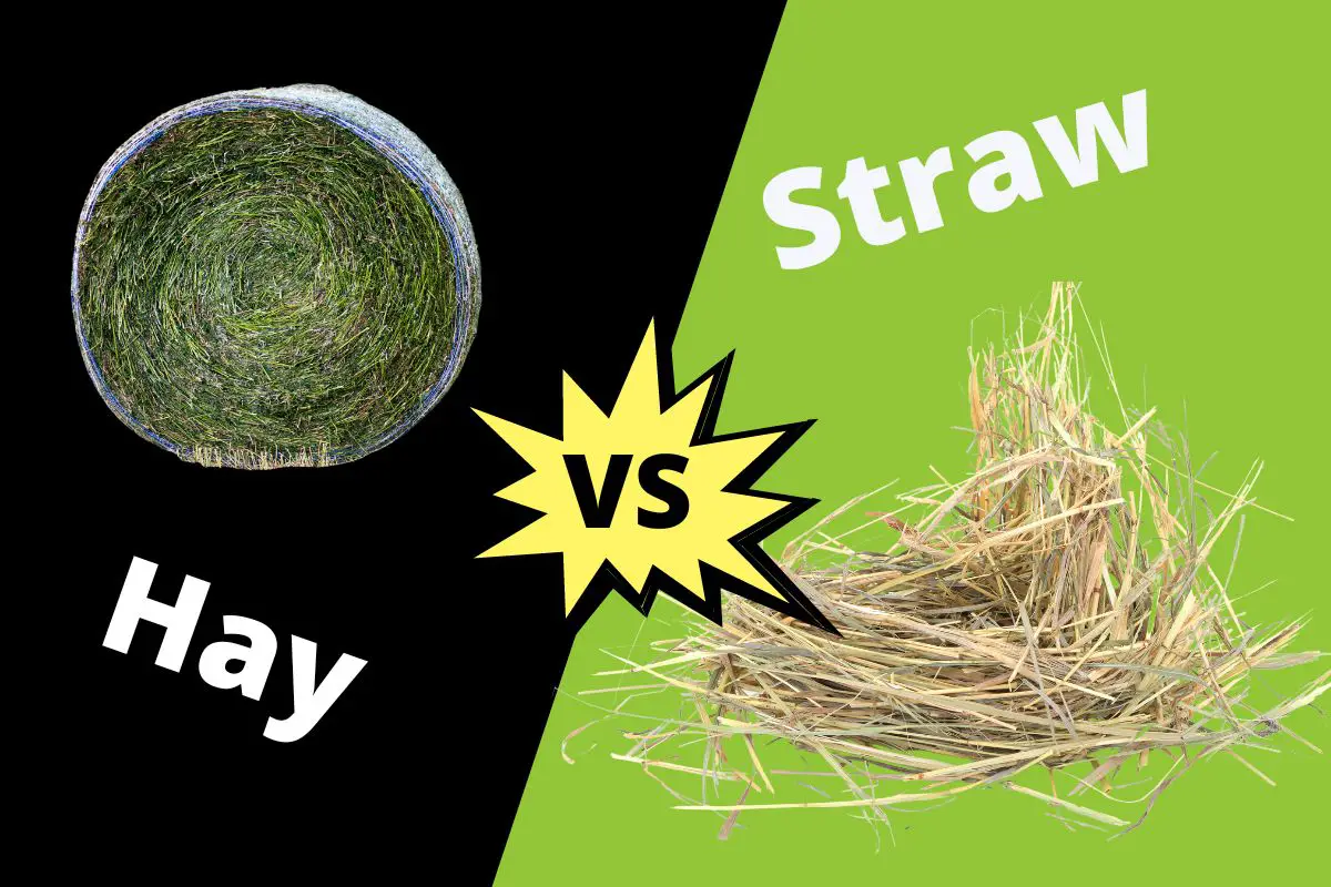 Difference Between Hay and Straw