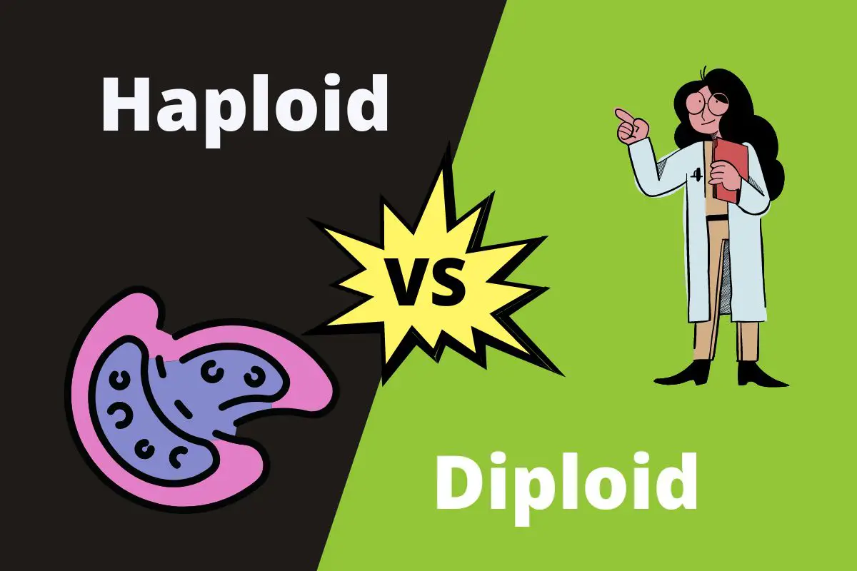 Haploid vs Diploid - Understanding the differences