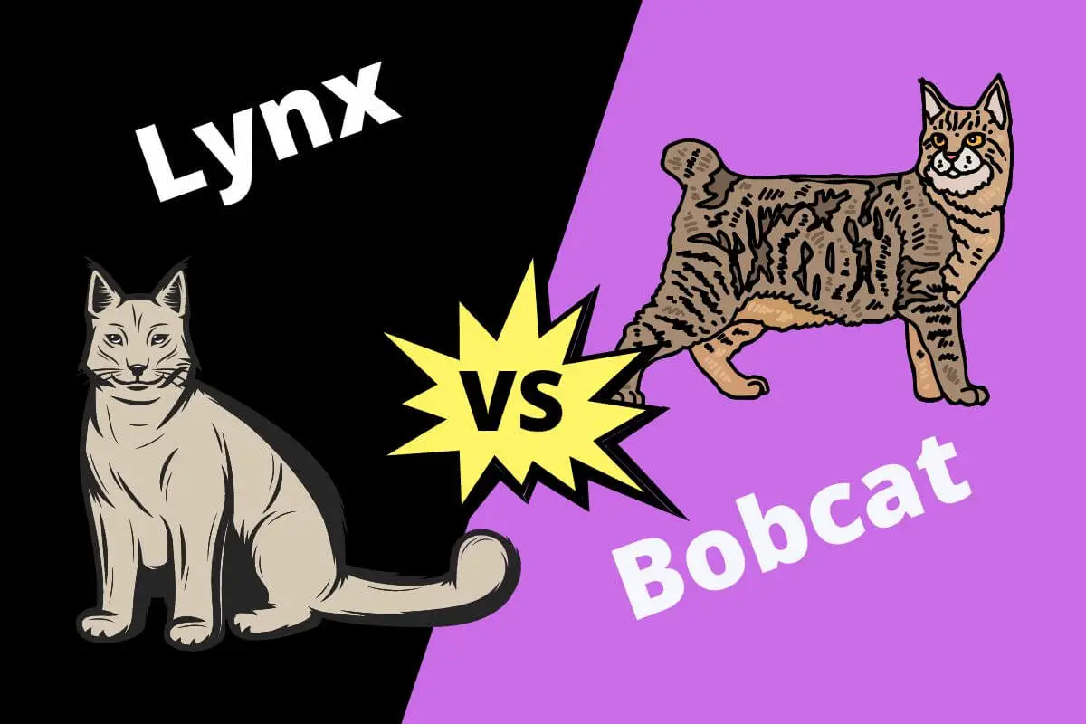 Lynx vs Bobcat Understand the difference